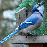Listening to birdsong may help beat the winter blues 