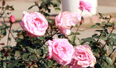 At 40, Chandigarh`s Rose Festival still in bloom