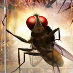 `Eega` to be screened at Busan film fest