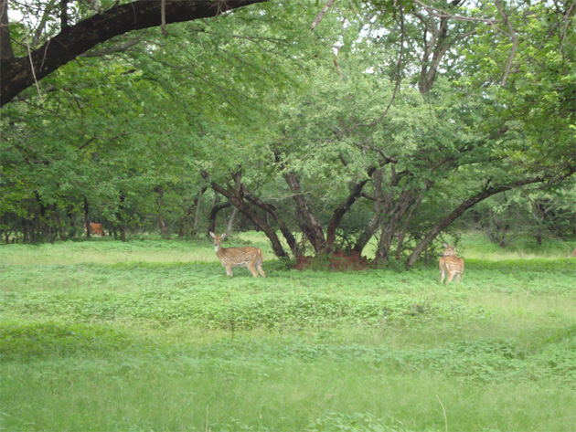 Shivpuri: A date with grandeur and greenery 
